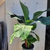 Bananier Musa acuminata Cavendish  - Pot Ø 19 - Hauteur 70-80cm-la jardinerie de pessicart 06100 nice
