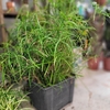 Papyrus Cyperus alternifolius pot 9 cm H 60-70 cm-la jardinerie de pessicart 06100 nice