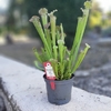 Sarracenia pot de 12 cm hauteur 15-20 cm-la Jardinerie de Pessicart Nice