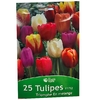 25 Tul.TRIOMPHE cal.11-12 La Jardinerie de Pessicart Nice