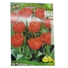 tulipe carlton-la jardinerie de pessicart 06100 nice