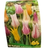 10 Tulipes Fleur de Lys en MELANGE calibre 12-La Jardinerie de Pessicart Nice