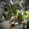 Alocasia Sanderiana Taille L  - pot Ø 27 litres - Hauteur 60 cm-la jardinerie de pessicart 06100 nice