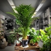 Dypsis lutescens Taille L - Pot Ø 19 cm - Hauteur 90-100 cm-Hauteur 60 cm-la jardinerie de pessicart 06100 nice