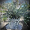 Fétuque bleue - taille M Pot Ø 17 cm - Var. glauca intens Blue-la jardinerie de pessicart 06100 nice