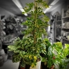 Schefflera arboricola trinette H 150 - P17PROMO -la jardinerie de pessicart 06100 nice