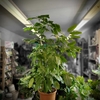 schefflera actinophylla 'amate-P30 H 150-170- la jardinerie de pessicart 06100 nice