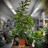 Ficus sabre (F. binnendijkii 'Amstel king') - taille L Pot Ø 27 cm - Hauteur 160 cm-la jardinerie de pessicart 06100 nice