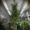 Ficus benjamina Exotica taille XL - Hauteur 160-170 cm - Pot de 4 litres - feuillage Vert foncé-la jardinerie de pessicart 06100 nice