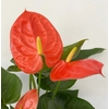 Anthurium - Pot 17 cm - Hauteur 65-75 cm  - orange-la jardinerie de pessicart nice 06