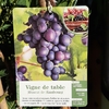 Vigne de table noir Muscat de Hambourg pot 3 litres tuteur 100 cm.-la jardinerie de pessicart nice 06