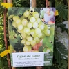 Vigne de table blanc Muscat d'Alexandrie pot 3 litres tuteur 100 cm.-la jardinerie de pessicart nice 06