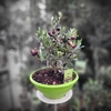 Olivier Touffe 20-30cm coupe avec fruits-la jardinerie de pessicart 06100 nice