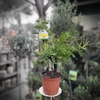 Acacia dealbata 'Gaulois' - Hauteur 50-70 cm touffe - Pot Ø 19cm-la jardinerie de pessicart 06100 nice
