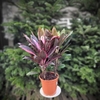 Cordyline Fruticosa hauteur 50-60 cm pot 19 (3 litres) feuillage pourpre, rose et vert - La jardineire de pessicart nice