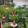 Vriesea pot 12 cm hauteur 35-40 cm- La jardineire de pessicart nice