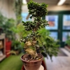 Ficus microcarpa ginseng - Hauteur 80 cm - coupe Ø 30 cm-La jardinerie de pessicart 06100 nice