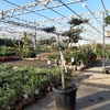 Olivier nuage Hauteur 80 cm Pot 30 litres-La jardinerie de pessicart 06100 nice