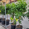 Citronnier (Citrus limon) - Pot de 35 litres - Hauteur 170-180 cm avec fruits cm force du tronc 10-12-La jardinerie de pessicart 06100 nice