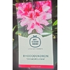 Rhododendron - Pot 5 litres COSMOPOLITAN-La jardinerie de pessicart 06100 nice