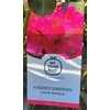 Rhododendron - Pot 5 litres NOVA ZEMBLA-La jardinerie de pessicart 06100 nice
