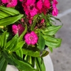 Œillets - Pot 14 cm - rose fuchsia-La jardinerie de pessicart 06100 nice