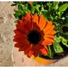 Dimorphoteca Pot Ø 14 cm - Orange-La jardinerie de pessicart 06100 nice