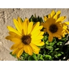 Dimorphoteca Pot Ø 14 cm - Jaune-La jardinerie de pessicart 06100 nice