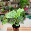 Calathea Orbifolia pot 17 cm - hauteur 40 cm-La jardinerie de pessicart 06100 nice