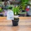 Beaucarnea Nolina Pot Ø 9 cm-La jardinerie de pessicart 06100 nice