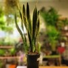 Sansevieria 'Laurentii' - Pot Ø 14 - Hauteur 50 cm-La jardinerie de pessicart 06100 nice