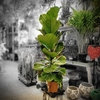 Ficus lyrata - 1 tige Pot Ø 17 cm - Hauteur 100 cm-La jardinerie de pessicart 06100 nice