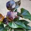 Anthurium - Pot 17 cm - Hauteur 65-75 cm noir-La jardinerie de pessicart 06100 nice