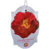 Camélia rouge - taille M Pot 18 cm - Hauteur 40-50 cm - en boutons-La Jardinerie de Pessicart Nice 06100