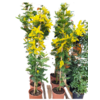 GREFFE Acacia dealbata 'Gaulois' - Hauteur 120-140 cm - Pot Ø 20 cm-La Jardinerie de Pessicart Nice 06100