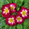 Primevère pot Ø 10 bicolor-La jardinerie de pessicart 06100 nice