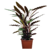 Calathea Rufibarba pot de 17 cm hauteur 60-70 cm-la-jardinerie-de-pessicart-nice-06100