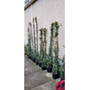 Jasmin étoilé odorant rhyncospermum - Pot de 7-8 L - Hauteur 180 cm-la jardinerie de pessicart nice 06 700x585