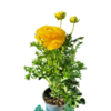 Renoncules jaune pot 1.5 litre Hauteur 40 cm la-jardinerie-de-pessicart-nice-06100