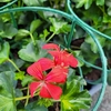 Géranium lierre pot de 1314 cm - Rouge la jardinerie de pessicart nice 06