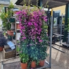 Bougainvillier 'Sanderiana Alexandra' pot Ø 20 cm - Sur tuteur Hauteur 160180 cm  - mauve  la jardinerie de pessicart nice 06