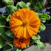 Calendula officinalis pot de 1.5 litre orange+la jardinerie de pessicart nice 06