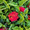 Lantana Camara Hauteur 10-20 cm Pot Ø 14cm - 1.5 litres - fleur Rouge-la jardinerie de pessicart nice 06