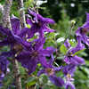 Clematis-SAPHYRA-Violetta-CLEMINOV32 - la jardinerie de pessicart - livraison gratuite dans nice