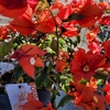 Bougainvillier touffe pot Ø 17 cm - Hauteur 30-40 cm  - en fleurs Rouge-la jardinerie de pessicart nice 06