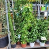 Passiflore sur tuteurs - Pot de 4 litres - hauteur 120-150 cm la jardinerie de pessicart nice 06