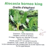 Alocasia borneo king 3 litres - la jardinerie de pessicart nice 06