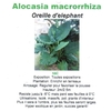 Alocasia macrorrhiza 10 litres - la jardinerie de pessicart nice 06