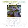 Colocasia black magic 5 litres - la jardinerie de pessicart nice 06