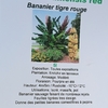 bananier tigre rouge 5l